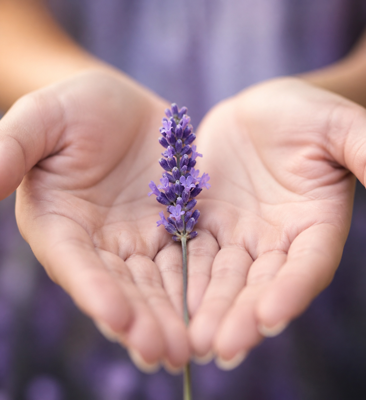 2 Hände halten eine Lavendelblüte, das Markenlogo von Lavender IT