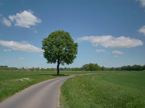 Eine malerische Landstraße schlängelt sich unter strahlend blauem Himmel durch eine Wiese, auf der ein einsamer Baum steht.